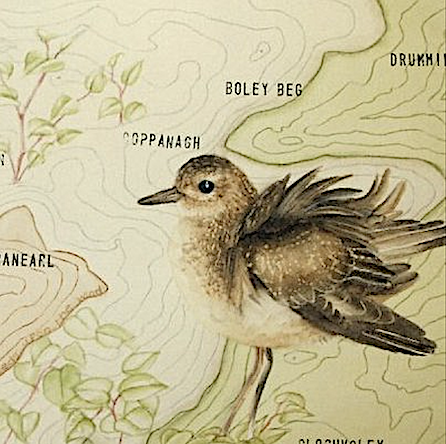 Golden Plover bird painting with map of Aughty Mountains, Clare and Galway